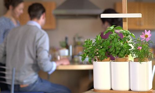 Evinizde Sebze Yetiştirerek Para Kazanın