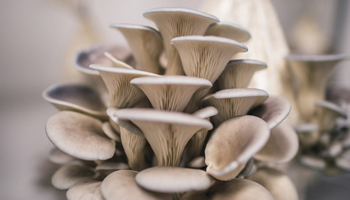 Zelfgekweekte paddenstoelen
