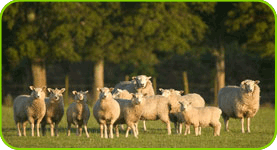 Koyun Tesisi (İşletmesi) Kurmak