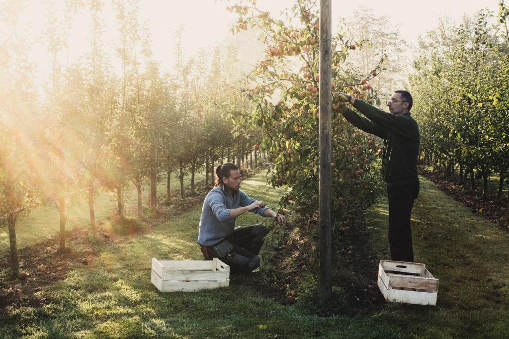 Ağaçtan meyve toplayan iki erkek yetiştirici