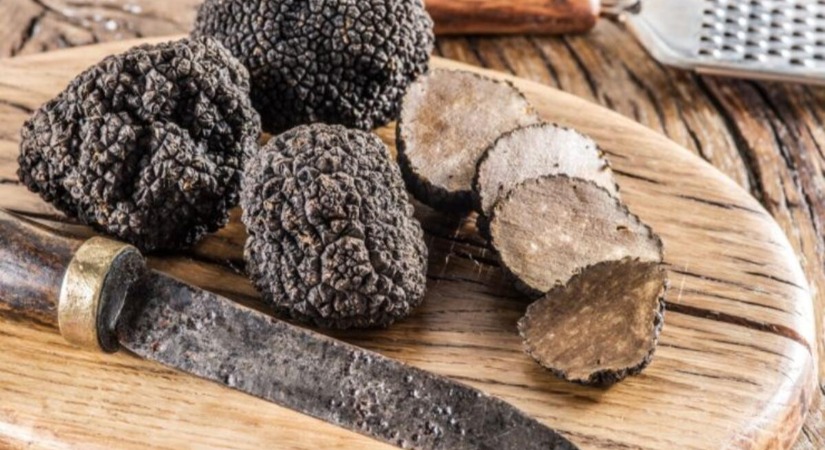 Trüf Mantarı Toplama ve Yetiştiricilik